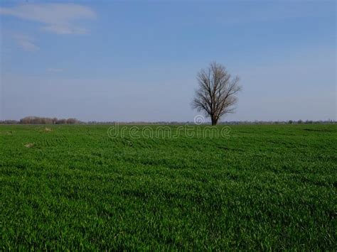 Beautiful Single Tree In A Green Field Against A Blue Sky Spring
