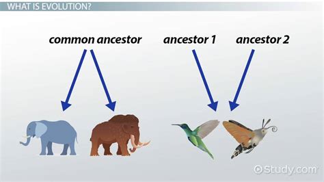 Divergent And Convergent Evolution Definitions And Examples