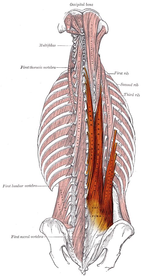 Erector Spinae Muscles Information