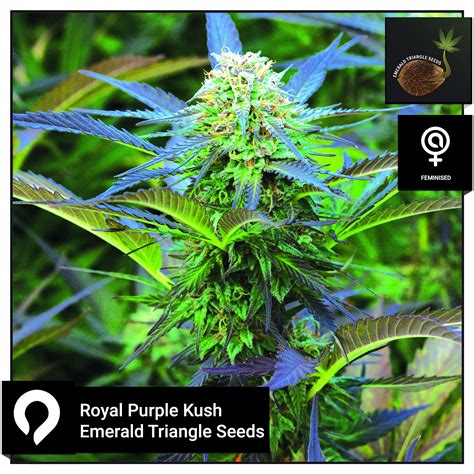 Royal Purple Kush Emerald Triangle Seeds Feminised Seeds Kazam Seeds