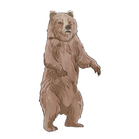 Standing Grizzly Bear Grizzly Bear Standing Png Transparent Clipart