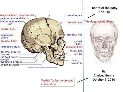 Ppt Bones Of The Body The Skull Powerpoint Presentation Free