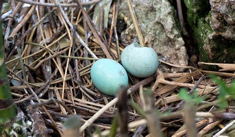 What Birds Lay Blue Eggs Bird Nature
