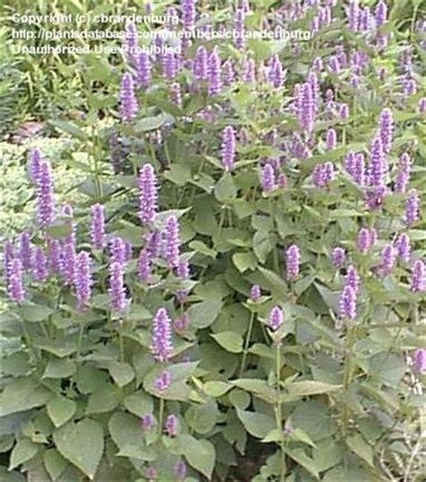 Maybe you would like to learn more about one of these? PlantFiles Pictures: Agastache Species, Anise Hyssop ...