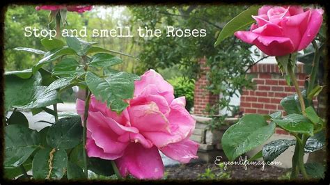 Quotes authors christopher titus take the time to smell the roses. Smell The Roses Quotes. QuotesGram