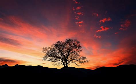 Download Wallpaper 3840x2400 Sunset Tree Clouds Sky Horizon 4k