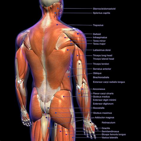 Labeled Anatomy Chart Of Male Back Photograph By Hank Grebe Fine Art