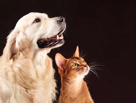 ᐈ Perros Y Gatos Imágenes De Stock Fotos Gatos Y Perros Descargar En