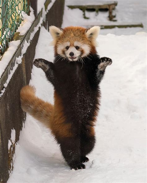 Psbattle Red Panda Standing On Two Legs Photoshopbattles