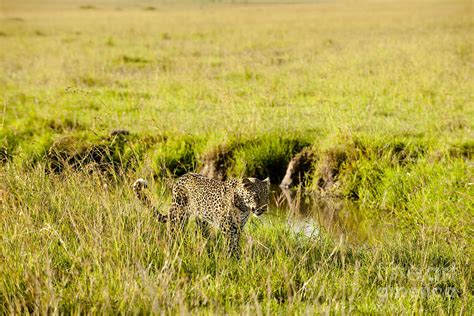 Prowling Leopard Photograph By Monika Böhm Fine Art America