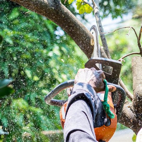 How Much Tree Trimming Is Too Much Elite Tree Care