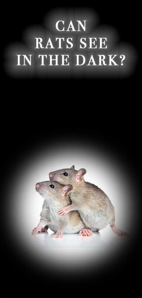 Can Rats See In The Dark Learn More About Your Rats Eyesight