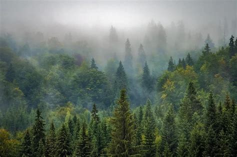 Landscape Nature Forest Fog Misty Pine Pine Forest Mood Rural