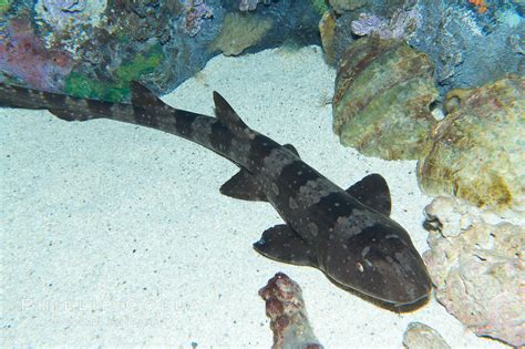 Whitespotted Bamboo Shark Photo Stock Photograph Of A Whitespotted