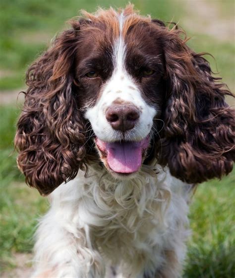 The English Springer Spaniel Top Guide And Facts Animal Corner