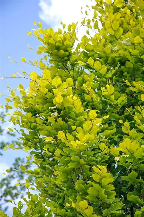 Fagus Sylvatica Dawyck Gold Beech Trees For Sale Online Uk Plants