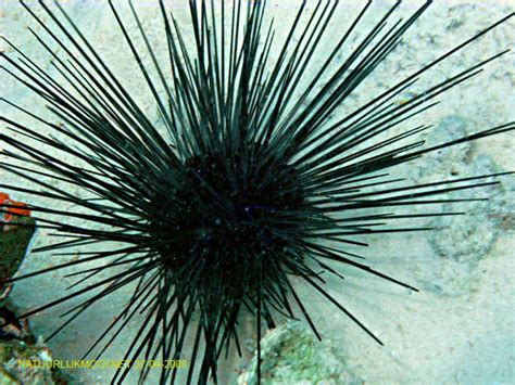 We did not find results for: Echinoidea (Landak laut/bulu babi) | BLOG PEMBELAJARAN BIOLOGI