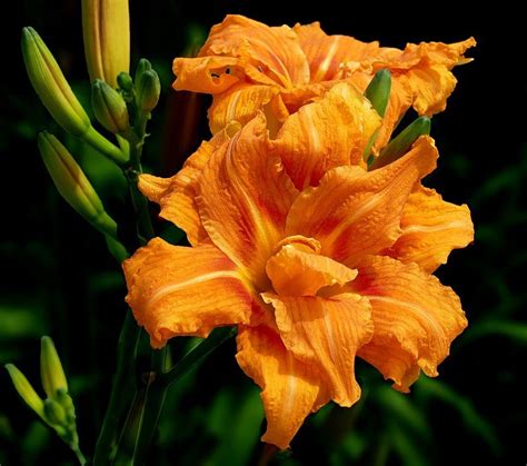 Double Daylily Hemerocallis Fulva Hemerocallis Fulva Wikipedia