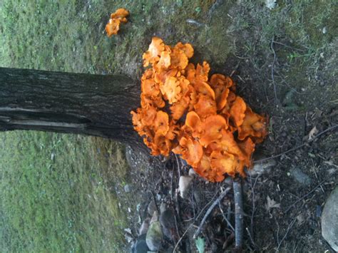 Big Orange And Growing On A Stump Monster Cluster Mushroom