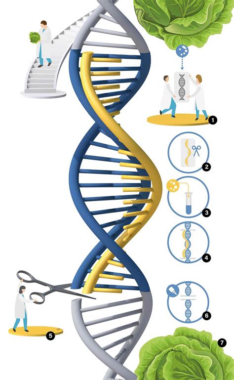 What Is Gene Editing And Why It Goes Beyond Gmos