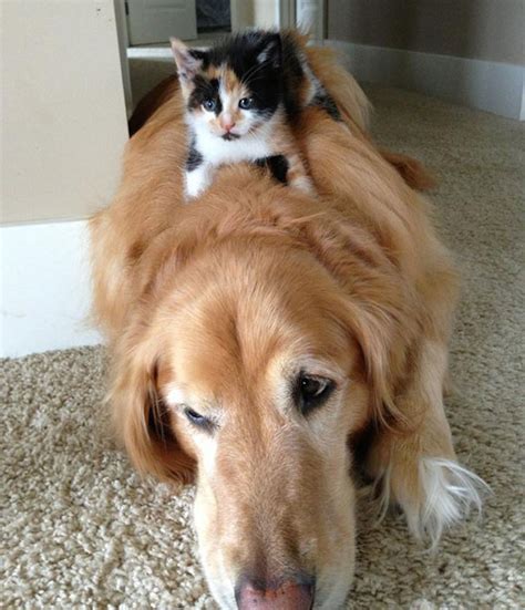 29 Cute Cats Who Use Dogs As Pillows