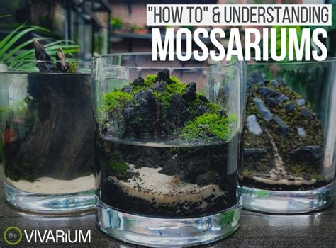 A Step By Step Mossarium Care Guide Learn About Moss Terrariums And
