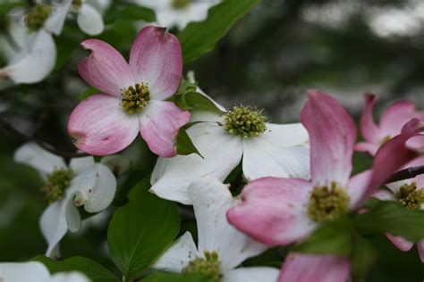 White Pink Dogwood Flowers Flowers Free Nature Pictures By