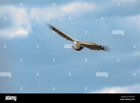 Vulture Flying In The Sky Stock Photo Alamy