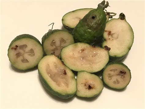 Guava trees grafted for immediate fruit production , free shipping. Keep the guava moth out of your fruit trees | OurAuckland
