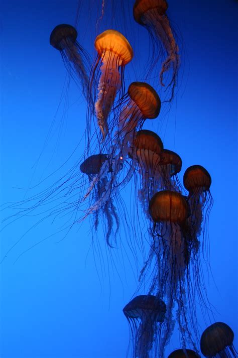Free Images Sea Underwater Reflection Jellyfish Blue