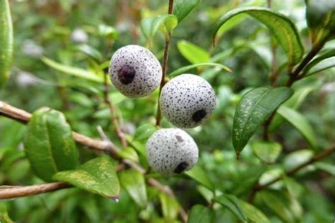 Midyim Berry Australian Native Plants Fruit Plants Australian Fruit