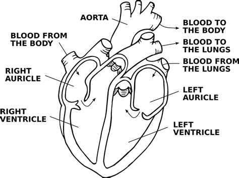 Heart Diagram Without Labels