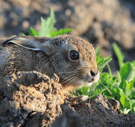 Leveret Young Hare Animals Beautiful Hare Cute Animals