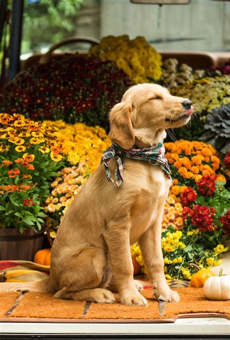 Classy Girls Wear Pearls Let There Be Fall More Cute Dogs And Puppies