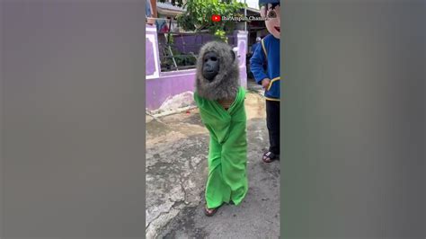 Bocil Memakai Topeng Monyet Bikin Ngakak Youtube