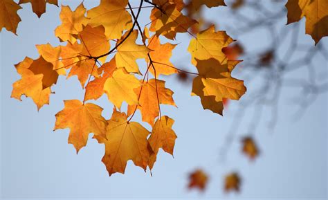 7 Sensational Drives To See Fall Leaves In Colorado