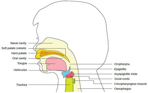 Anatomy Of Swallowing Structures