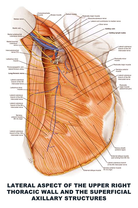 Lateral Aspect Of The Upper Right Thoracic Wall And The Superficial