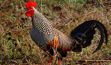 Grey Jungle Fowl Bird Facts Information And Pictures