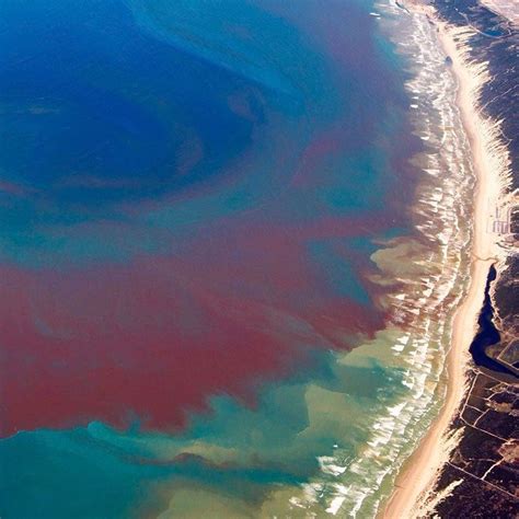 Everything You Need To Know About The Florida Red Tide