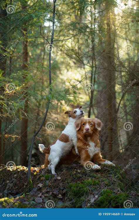 Two Dogs Together In The Forest Duck Retriever Jack Russell Terrier In