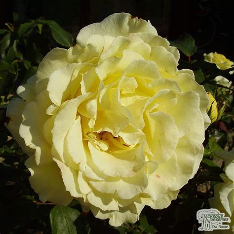 Buy Rosa Golden Showers Climbing Rose In The Uk
