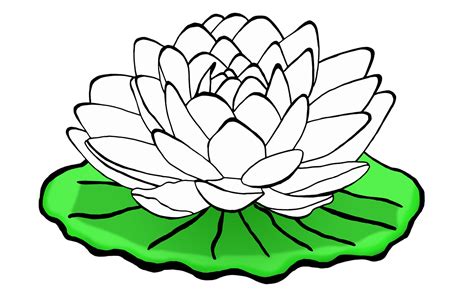 Bunga lotus berbeda dengan bunga teratai, perbedaan lebih jelasnya anda dapat lihat sebagai berikut. Mewarnai Kolam Bunga Teratai - Gambar Mewarnai Bunga ...
