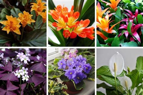 Check spelling or type a new query. 15 Stunning Low Light Flowering Indoor Plants in 2020 ...