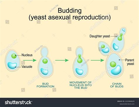 Budding Asexual Reproduction Yeast Cell Cross Stock Vector Royalty