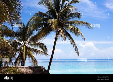 Caribbean Cuba Palm Beach Hut Stock Photo Alamy