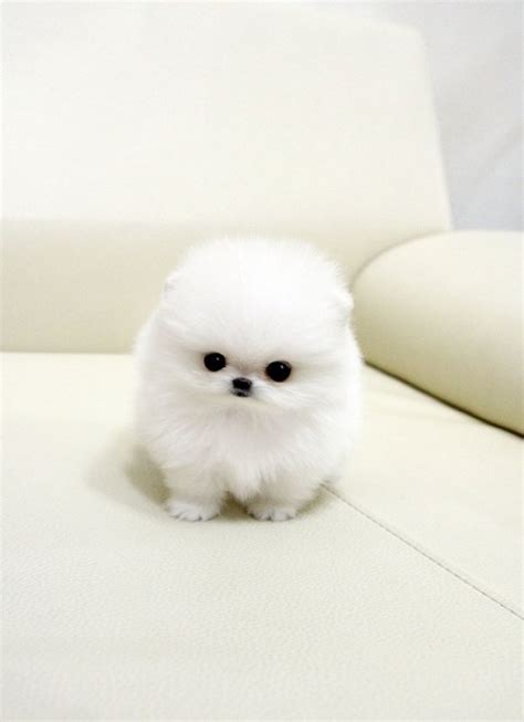42 likes · 46 talking about this. Lovely T-cup Pomeranian Puppies for adoption Offer