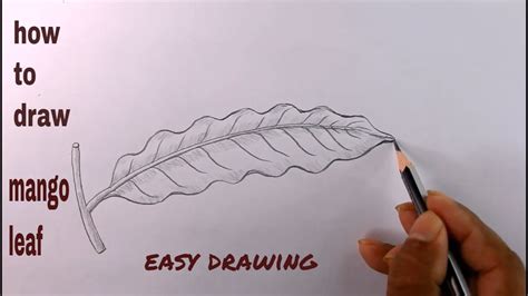 How To Draw Mango Leaf Step By Stepmango Leaf Drawingdraw A Leaf Easy