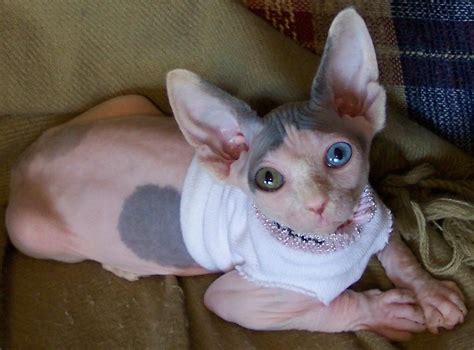 I Want A Hairless Odd Eye They Are The Cutest Sphynx Cat Cats