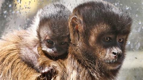 Baby Monkey Born At Zoodoo In Hobart Inseparable From Mum Daily Telegraph